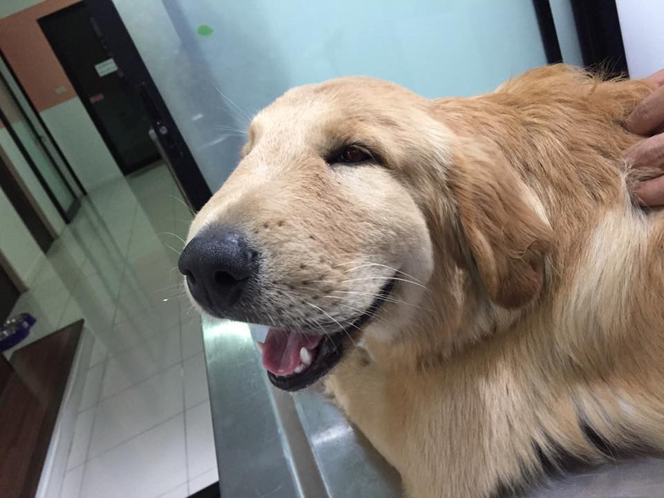 dog stung by a bee