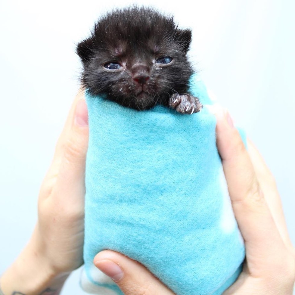 orphaned kitten bruno saved by kitten lady