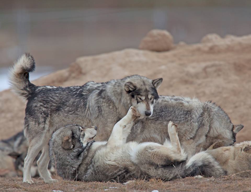 Bright Future Awaits Animals Rescued From Horrible Zoo