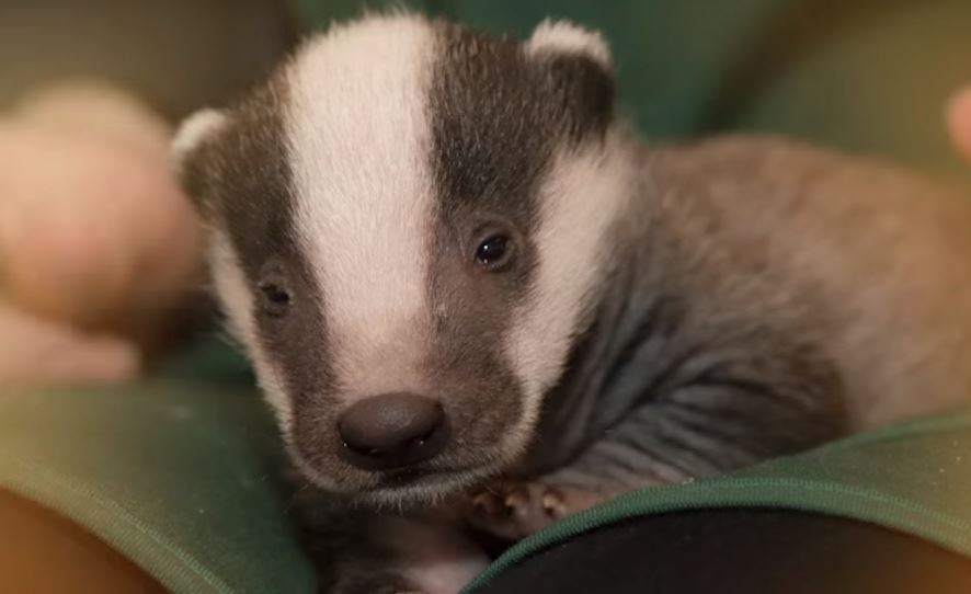 Baby Badger Lost His Family But Meets The Next Best Thing