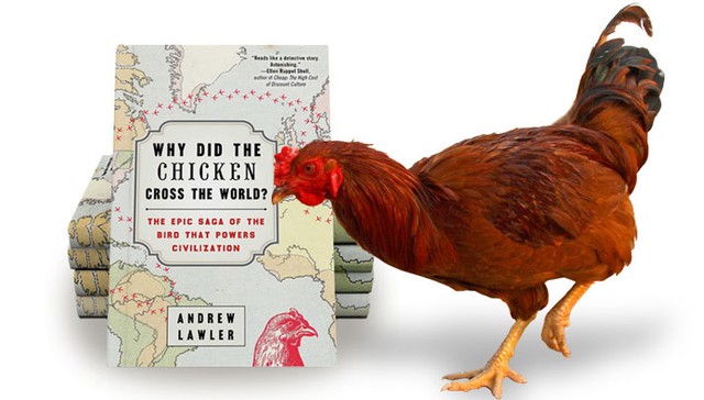 community united poultry concerns woman chicken about community united poultry concerns woman chicken about