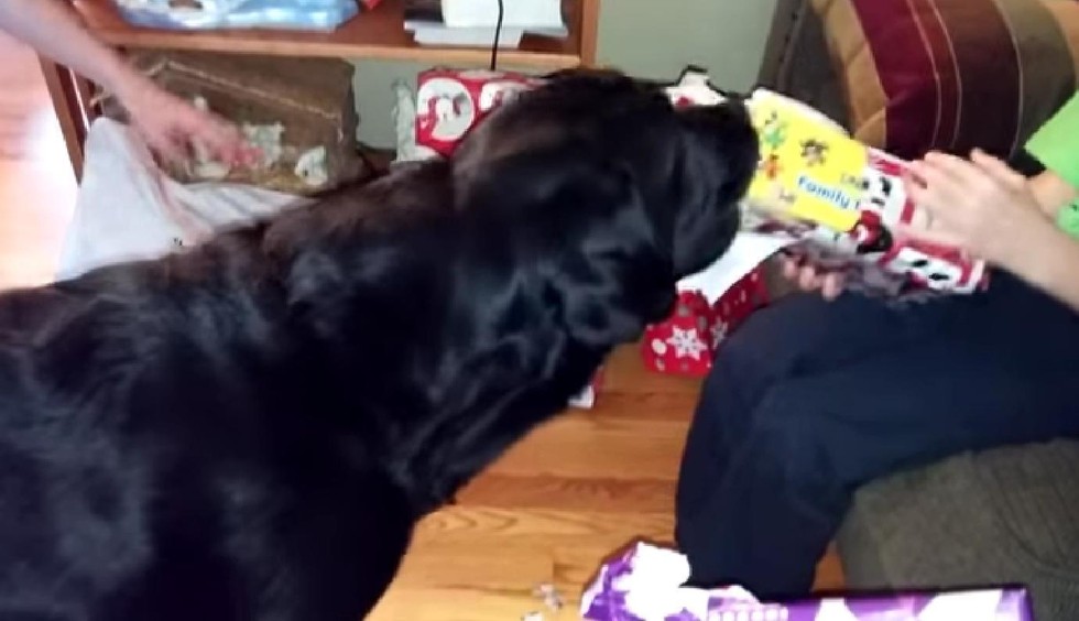 How One PaperRipping Dog Was The Perfect Christmas Helper