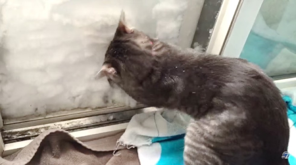 stivali gatto fa igloo con il mucchio di neve