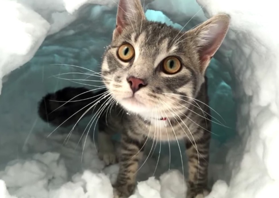 stivali gatto fa igloo con il mucchio di neve
