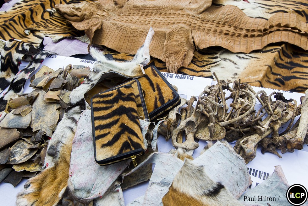 People Are Making Purses Out Of Tiger Cubs