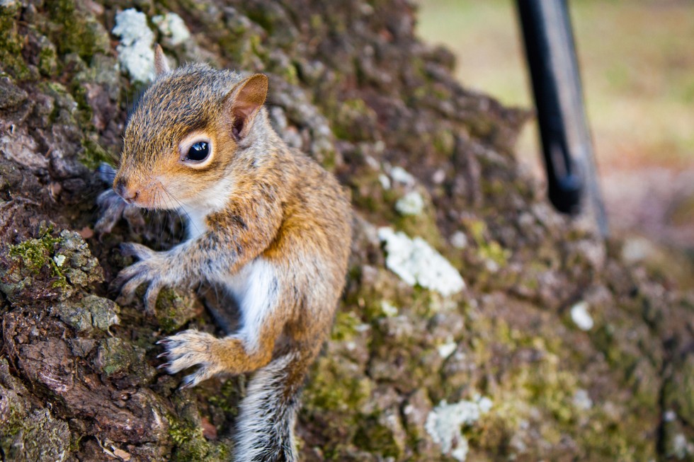 What To Do If You Find A Baby Squirrel On The Ground