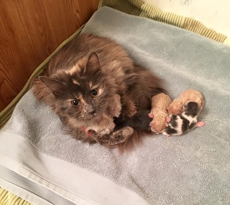  Cat  Starts Eating  Again When She Has Her Babies By Her 
