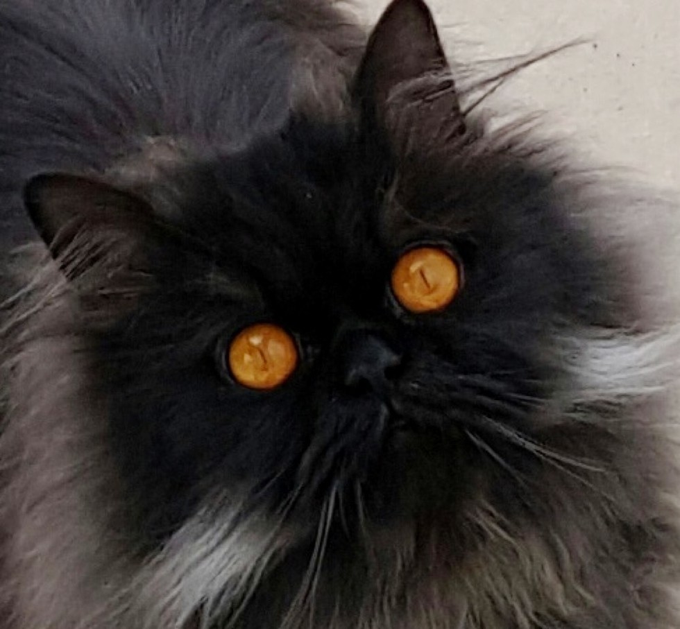 This Cat Has a Pair of Magical Eyes and Wears Glorious Fluff - Love Meow