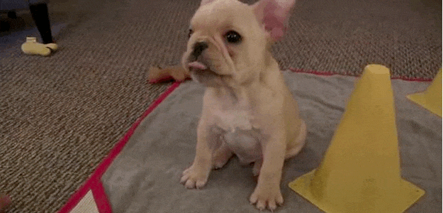 Brainy Little French Bulldog Is Already A Master Of Tricks