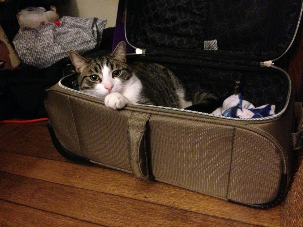 17 Pets Who Can't Believe You Aren't Taking Them On Your Trip