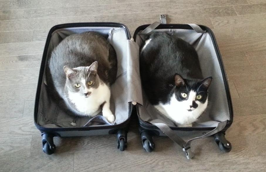Кошка на чемодане