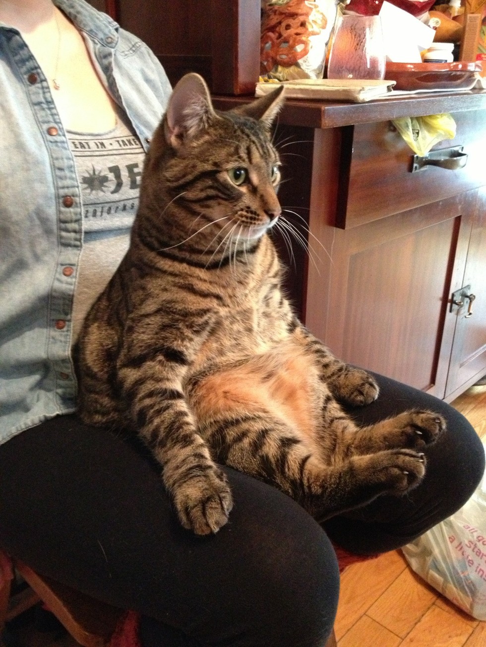 19 Chill Cats Who Are Sitting Like Humans