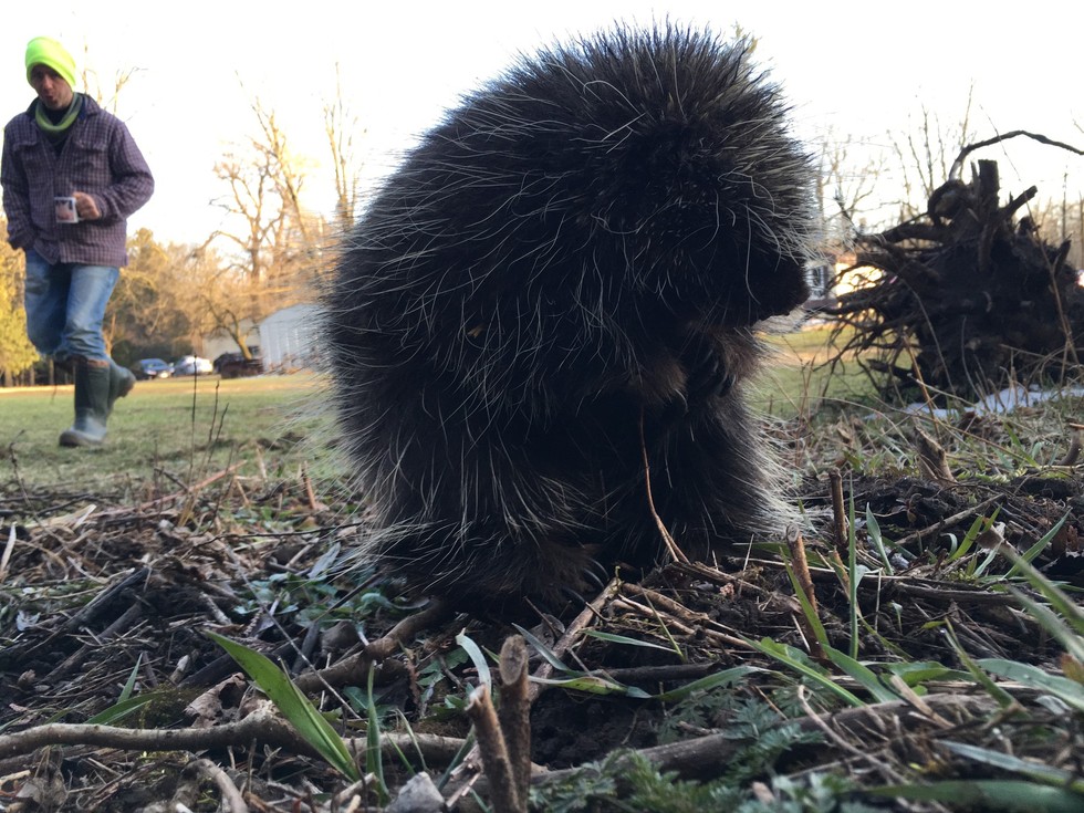 Wild Porcupine Keeps Telling People That She Needs Help