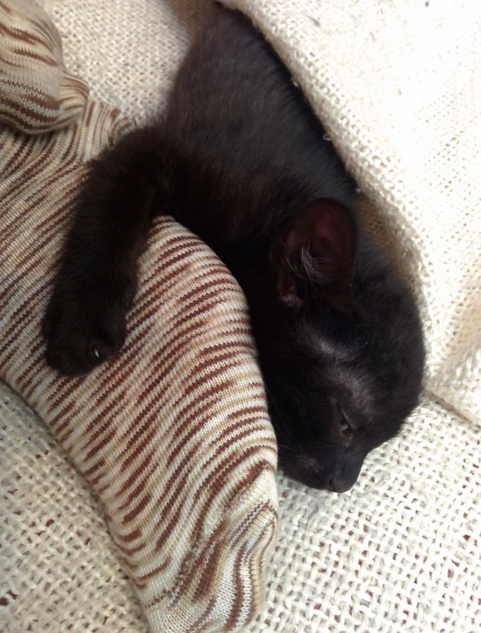 Man Finds a Skinny Kitten Meowing in the Woods, His Life is Changed ...