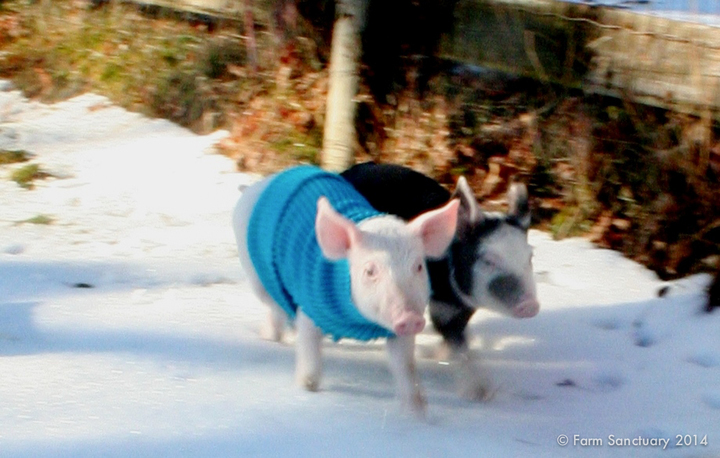 Rescued Farm Animals Get Cozy Coats To Keep Warm In Winter Rescued Farm Animals Get Cozy Coats To Keep Warm In Winter