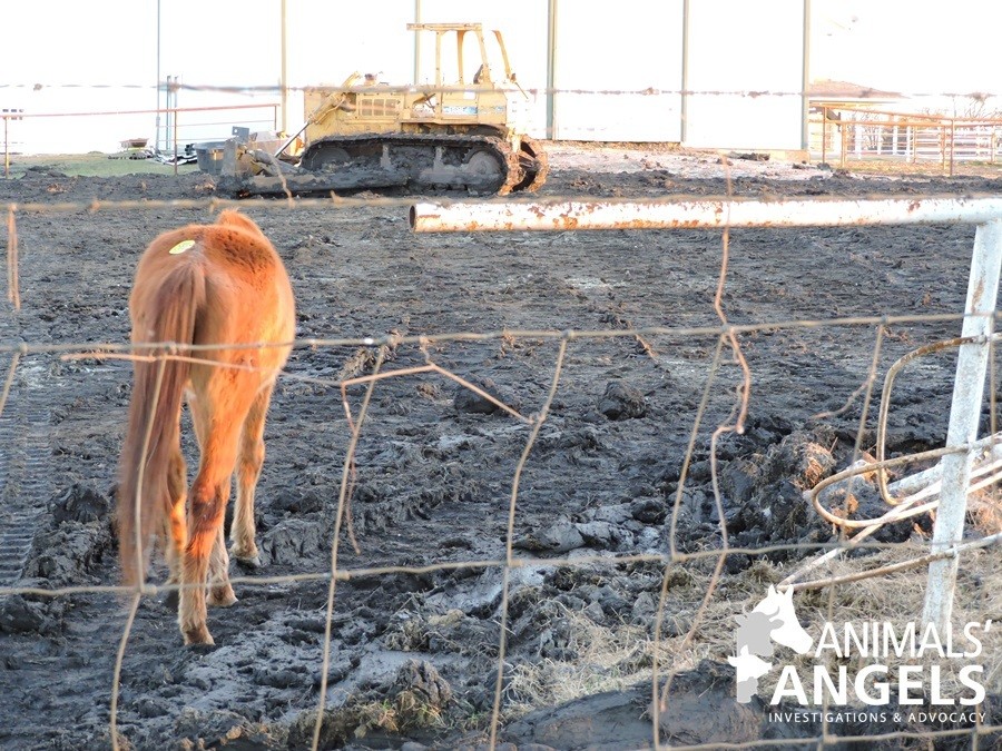 Nation's Largest Horse Slaughter Operation Exposed