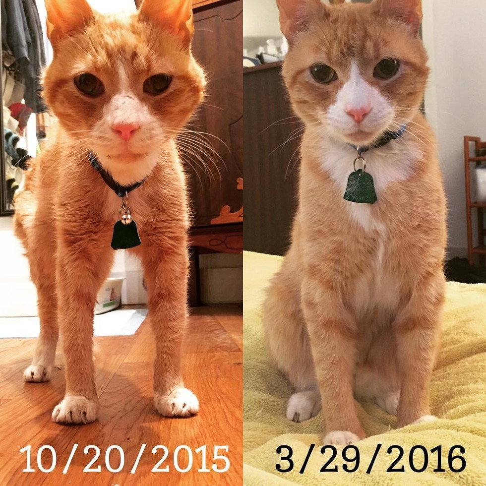 cat-found-emaciated-in-park-surprises-his-humans-with-his-true