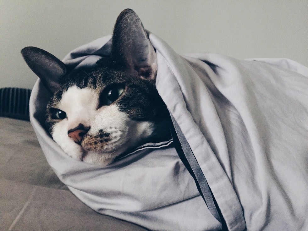 19 Cats Who Are Winning Winter By Becoming A 'Purrito'