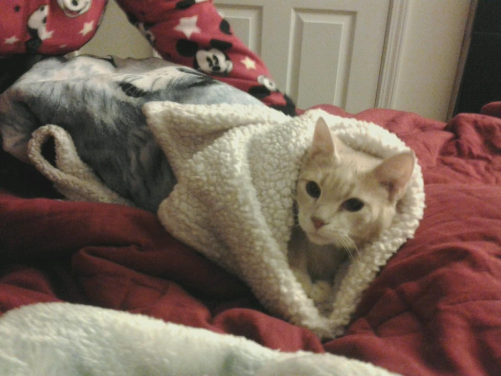 19 Cats Who Are Winning Winter By Becoming A 'Purrito'