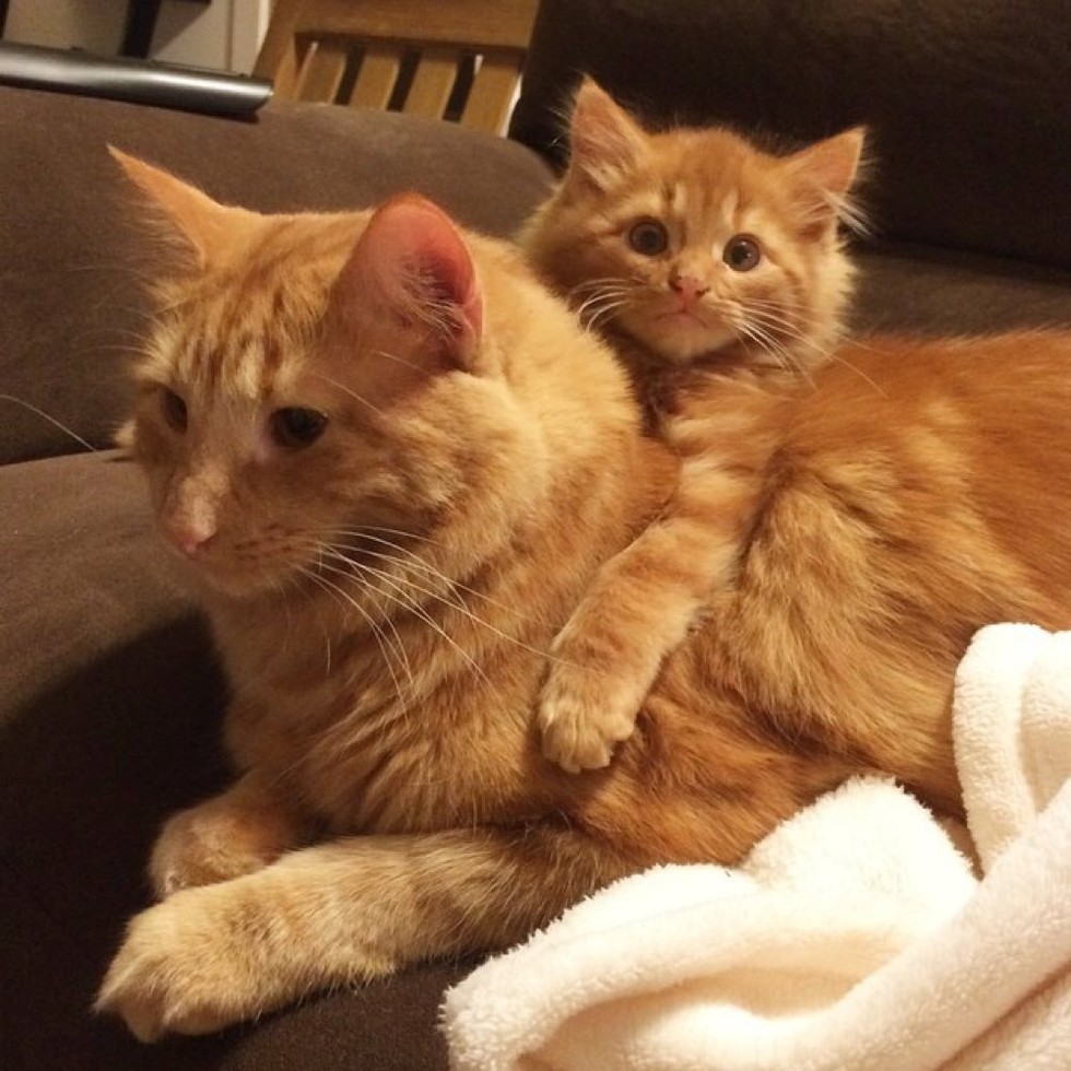 Ginger Cat Finds His Mini Me and Raises Him Like His Own (with Updates