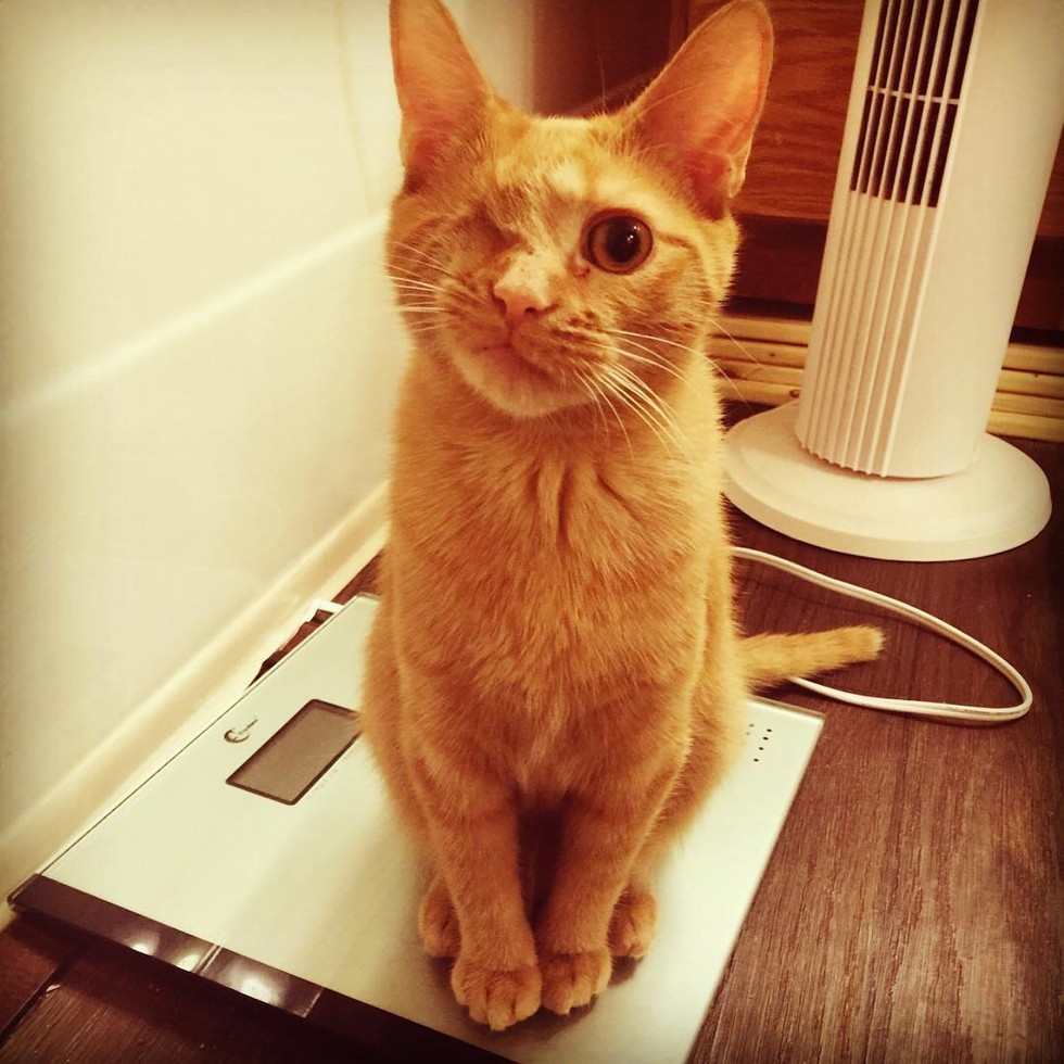 Cat Lost an Eye But Changed a Man's Life Forever! Love Meow