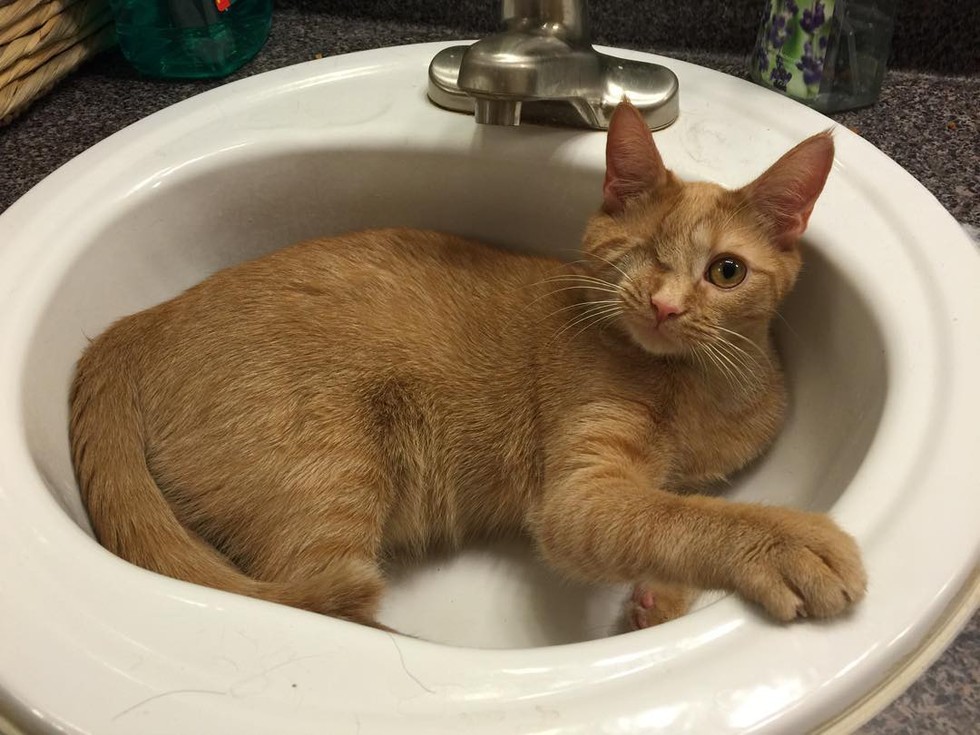 Cat Lost an Eye But Changed a Man's Life Forever! Love Meow