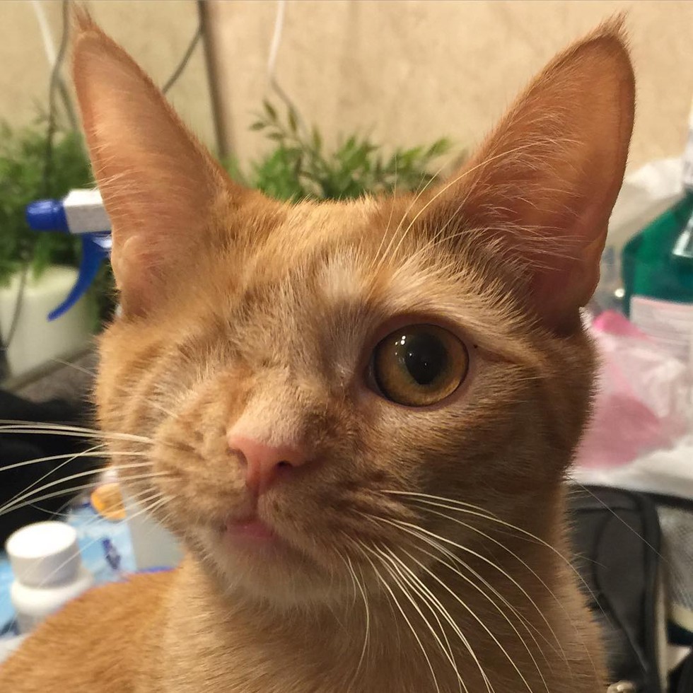 Cat Lost an Eye But Changed a Man's Life Forever! Love Meow