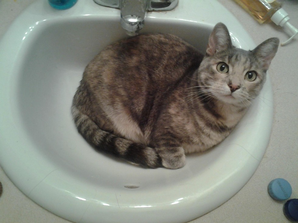 17 Cats Who Know That The Sink REALLY Belongs To Them
