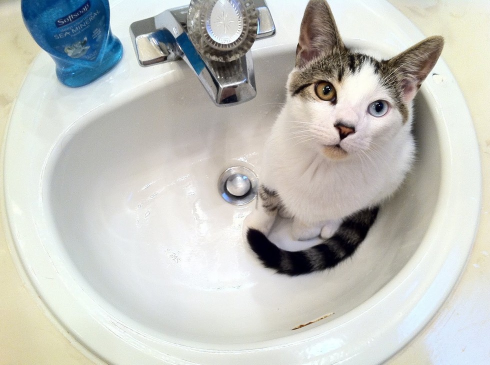 17 Cats Who Know That The Sink REALLY Belongs To Them