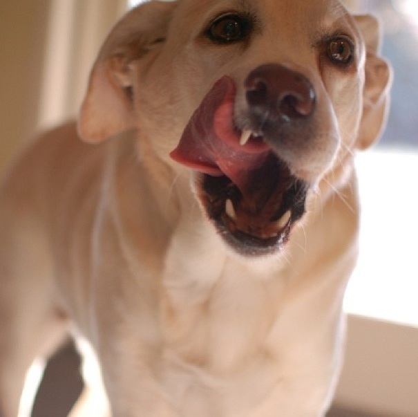 14 Stages Of Your Dog's Peanut Butter Addiction
