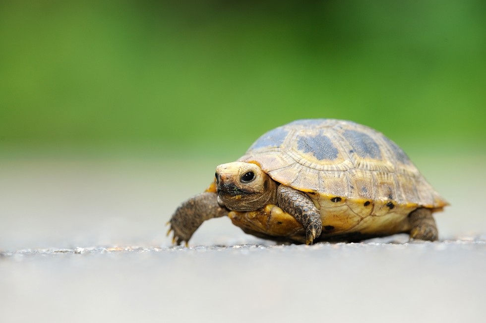 What is the average life span of a tortoise?