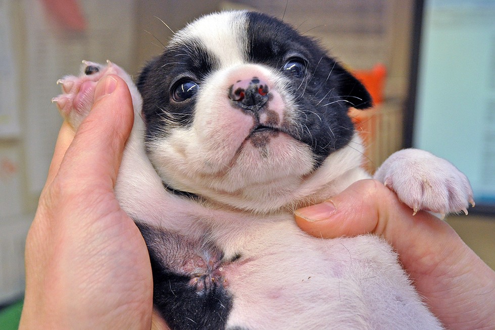 6DayOld Puppy Makes The Cutest Recovery From Surgery