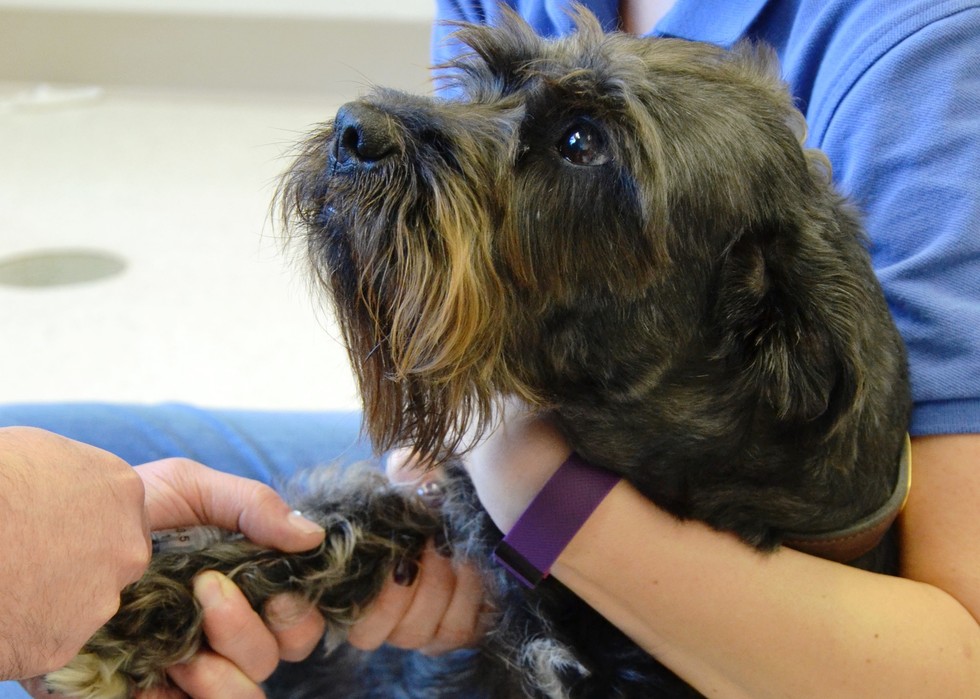 Rescue Dog Donates Blood So Kitten Can See Again