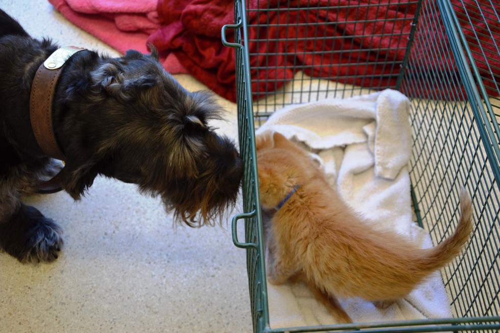 Rescue Dog Donates Blood So Kitten Can See Again