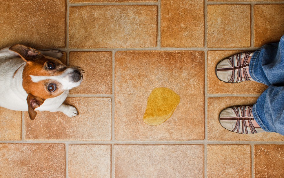 5 Tips To Permanently Rid Your House Of Pet Pee