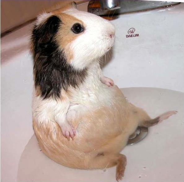 14 Squeaky Clean Guinea Pigs Soaking Up A Good Bath