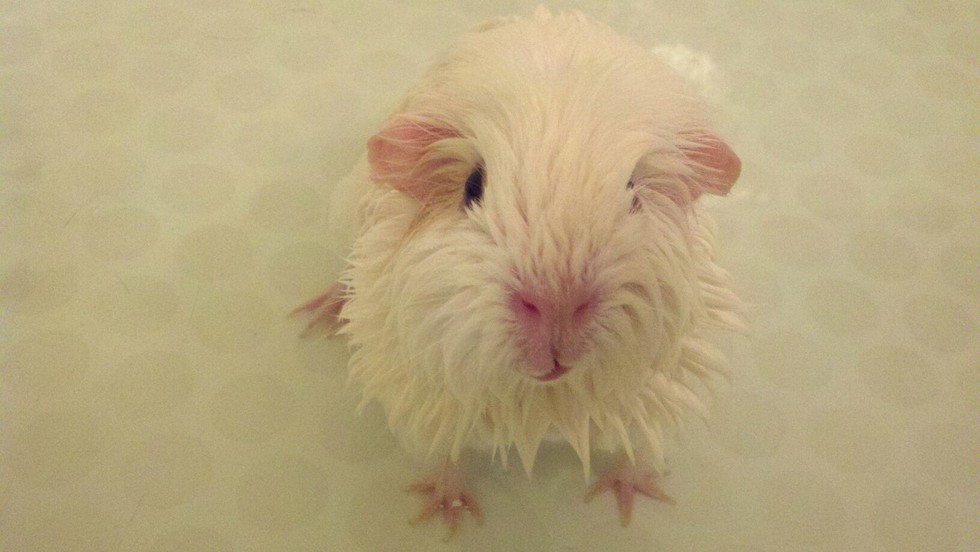 14 Squeaky Clean Guinea Pigs Soaking Up A Good Bath