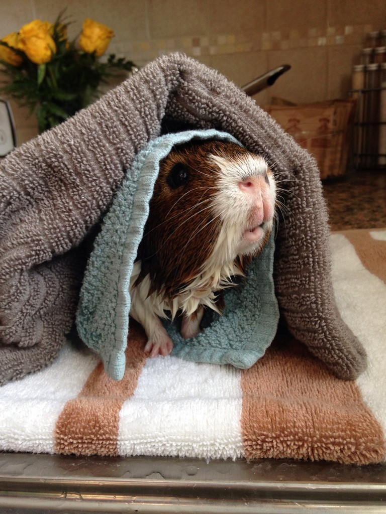 14 Squeaky Clean Guinea Pigs Soaking Up A Good Bath