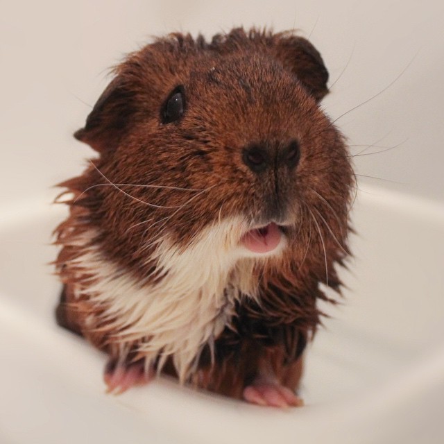 14 Squeaky Clean Guinea Pigs Soaking Up A Good Bath