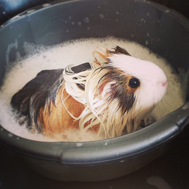 14 Squeaky Clean Guinea Pigs Soaking Up A Good Bath