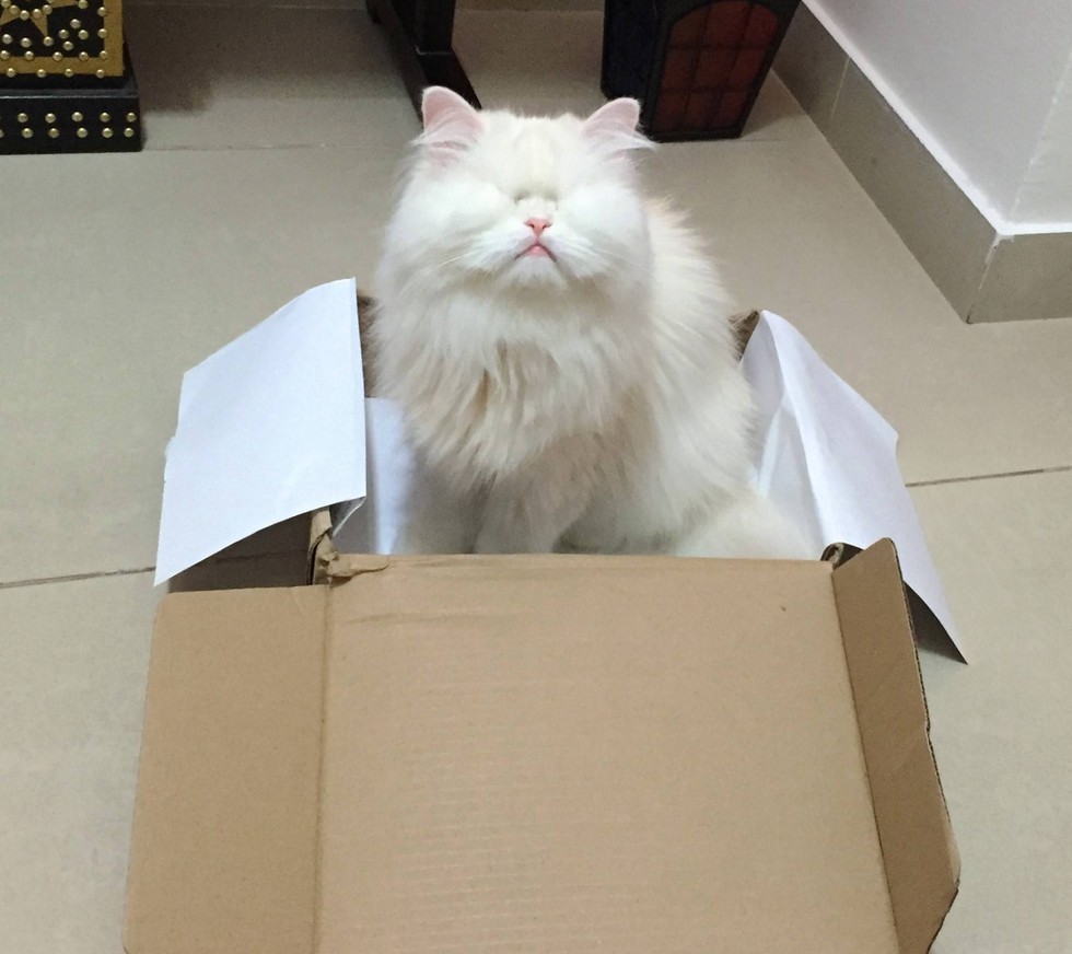 rescued blind persian cat moet
