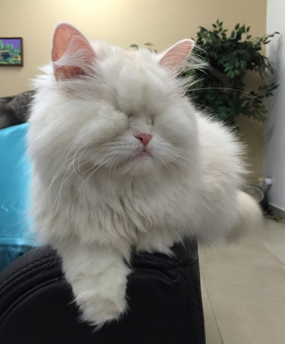 rescued blind persian cat moet
