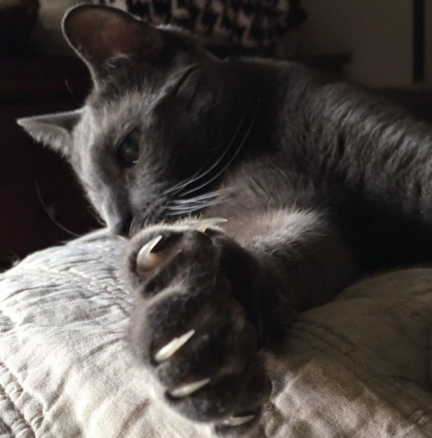 Why You Should Never Take Away Your Cat's Claws