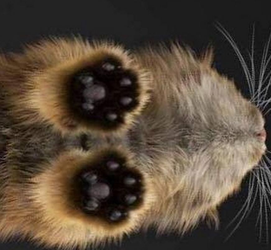 Why You Should Never Take Away Your Cat's Claws