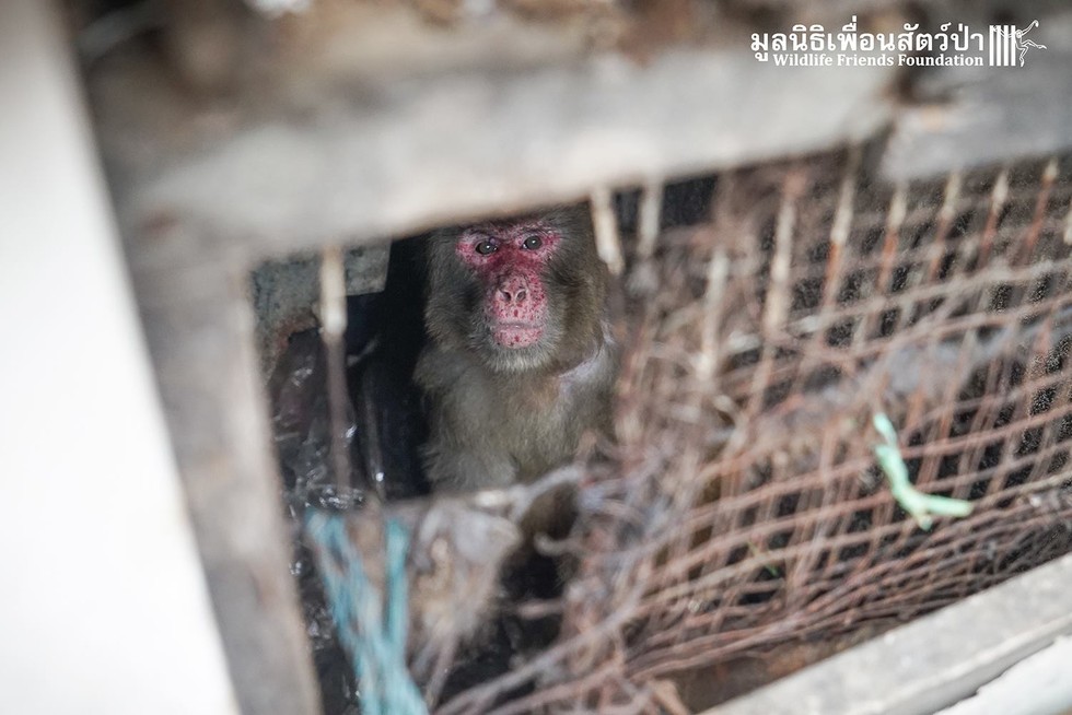 Monkey Was Trapped Between Two Buildings For 25 Years