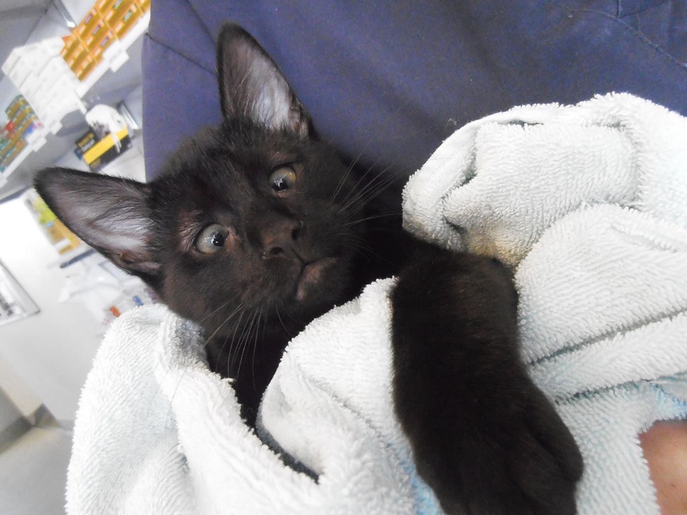 cross eyed black cat
