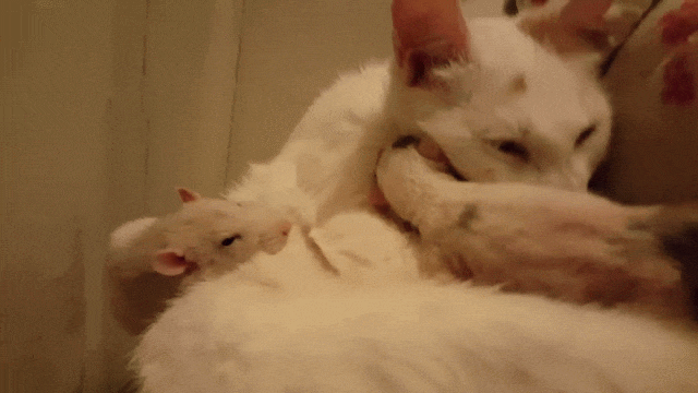 Rat Helps Cat Mama Groom Her Babies and Even Starts Purring - Love Meow