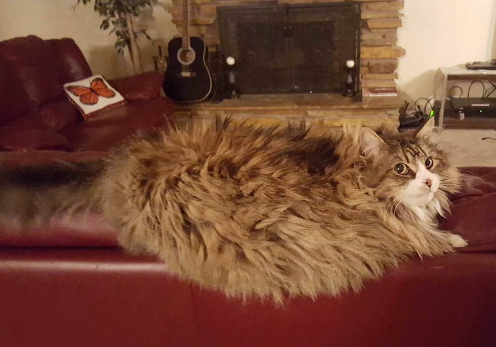 Woman Spent 7 Months to Bring Love Back into Cat that Others Thought