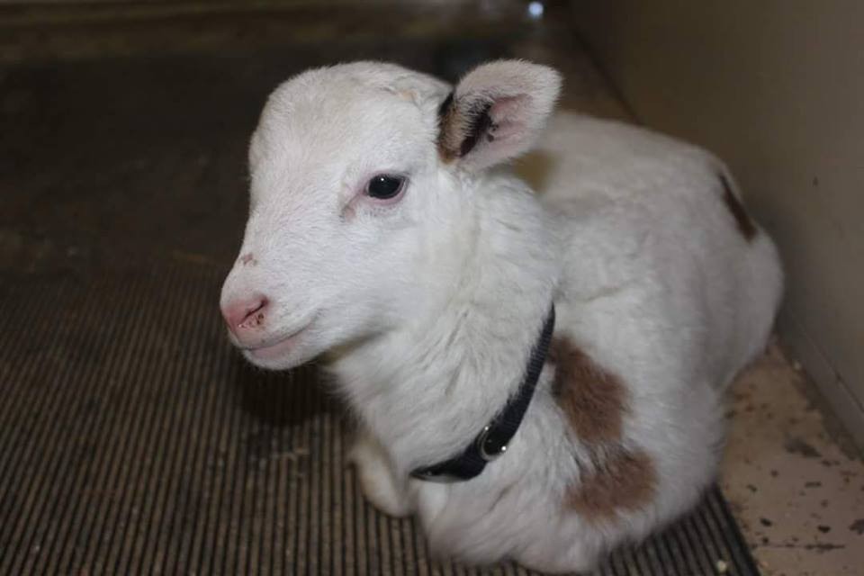 Lonely Lamb Finally Finds The Perfect Friend To Play With