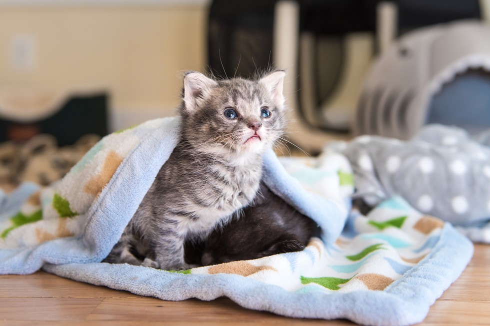 Tiny Kitten Lost Her Siblings But Found Comfort and Love from Another